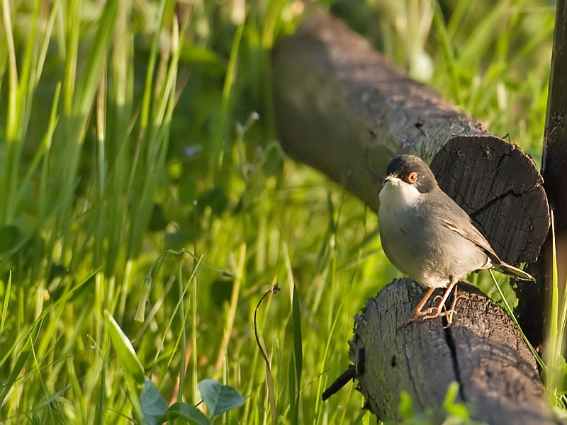 Sylvia melanocephala Kleine Zwartkop Sardinian Warbler